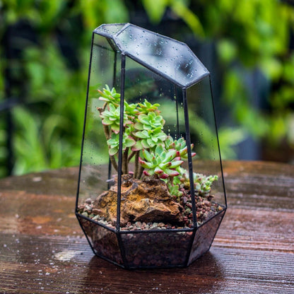 No Door Geometric Glass Terrarium Planter for Small Succulent, Small Cacti, Black Irregular Opened Terrarium Pot, Indoor Home Garden Office Tabletop Decor, 6.5" X 5.7" X 9.8" (No Plants)